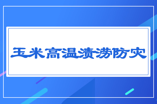 玉米高溫漬澇防災(zāi)