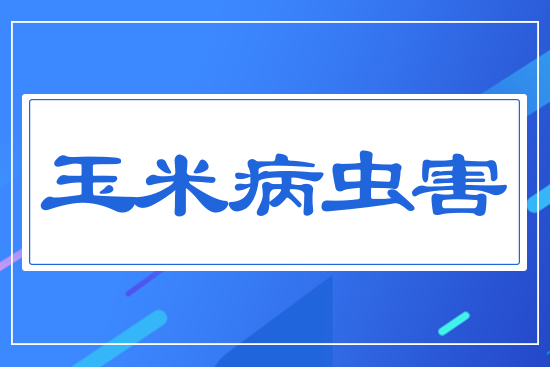 玉米穗期病蟲害