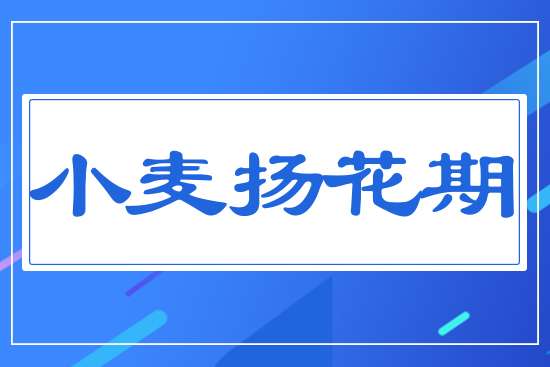 小麥揚花期