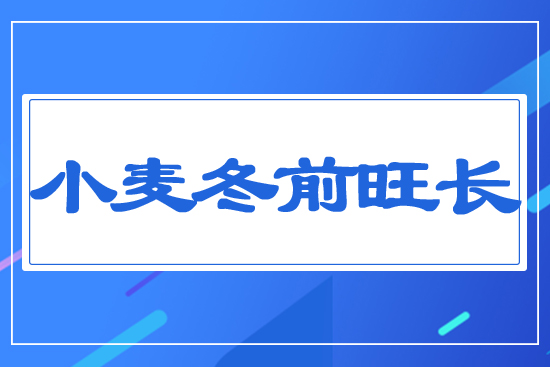 小麥冬前旺長