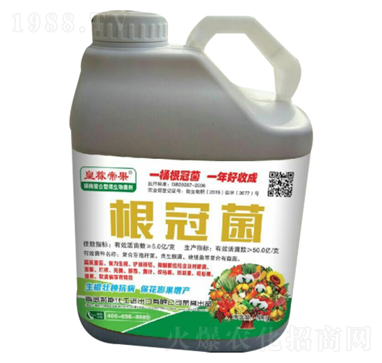 根冠菌-皇稼帝果-聚能