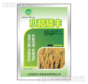 水稻矮豐-田園季豐-大豐肥業(yè)